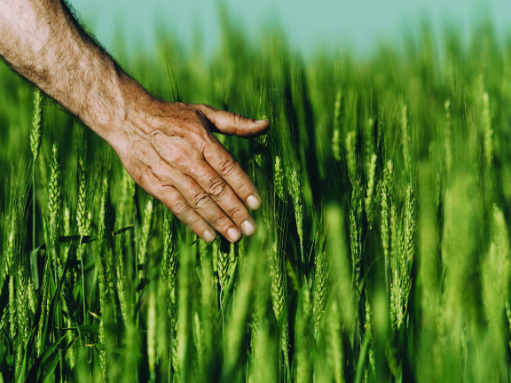 Danone rolnictwo regeneratywne