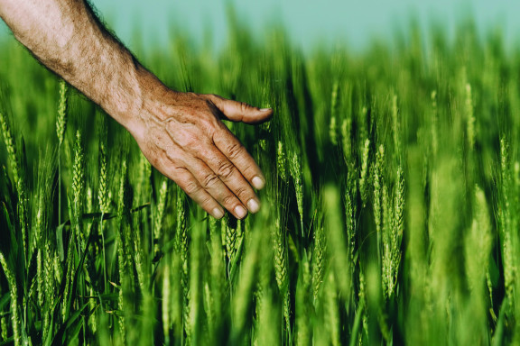 Danone rolnictwo regeneratywne