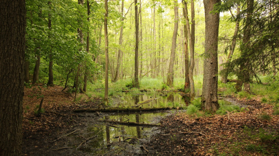 Zrodlo Nadlesnictwo Miroslawiec 1